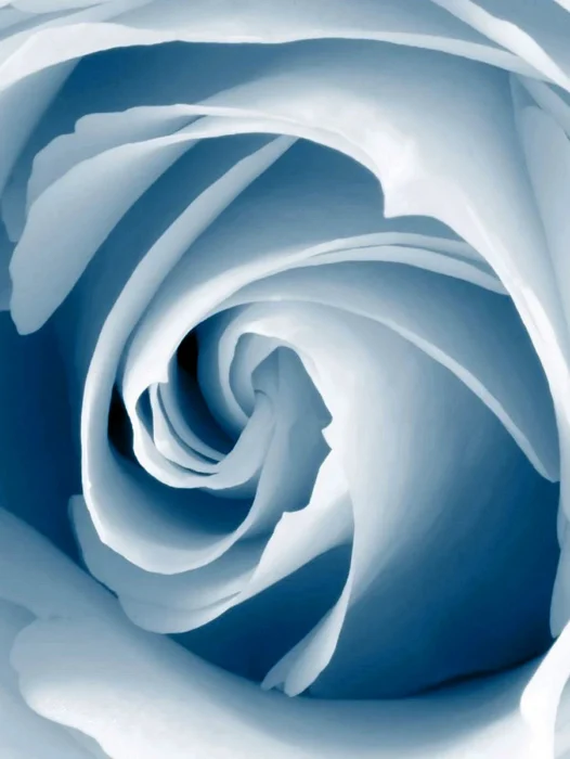 Blue Rose Background Wallpaper