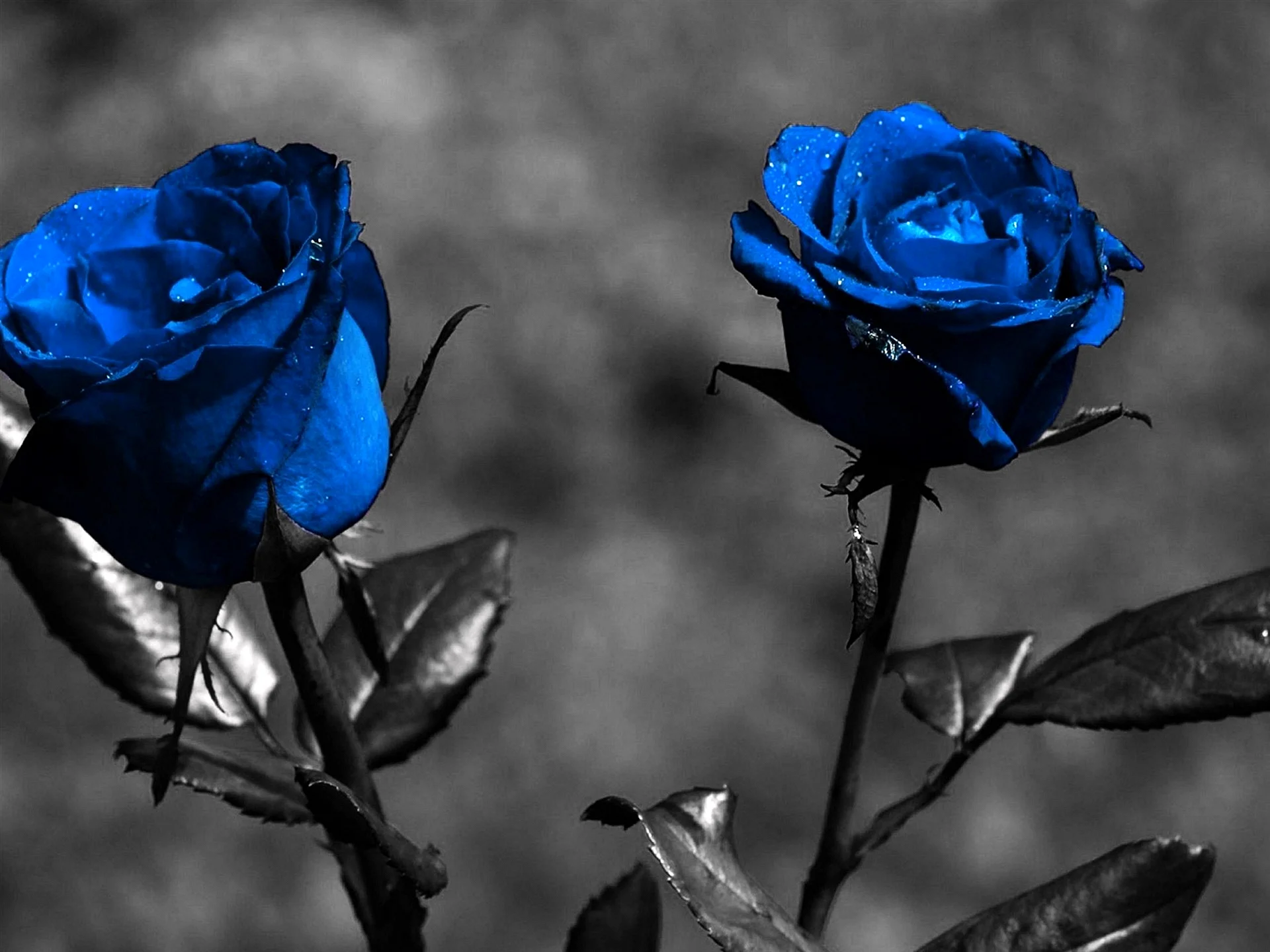 Blue Rose Couch Wallpaper