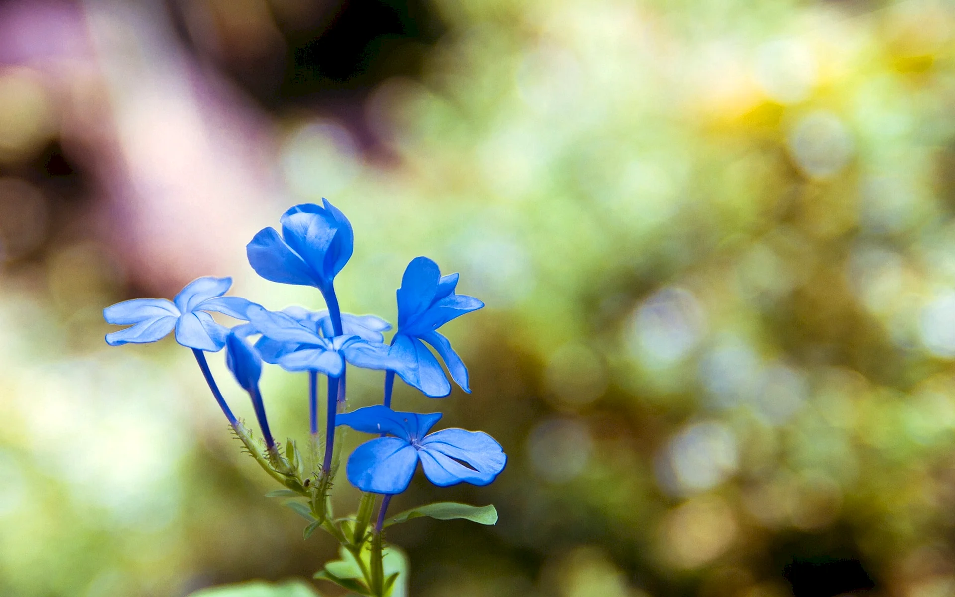 Blue Small Flower Wallpaper