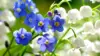 Blue Spring Flower Wallpaper