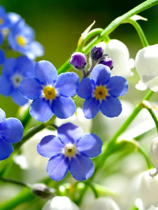 Blue Spring Flower Wallpaper