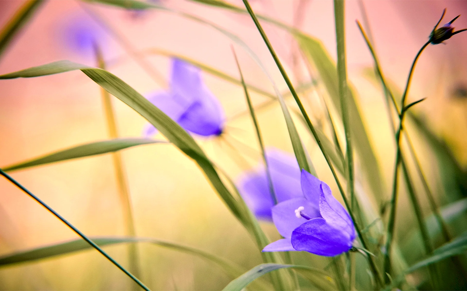 Blue Wildflower Wallpaper