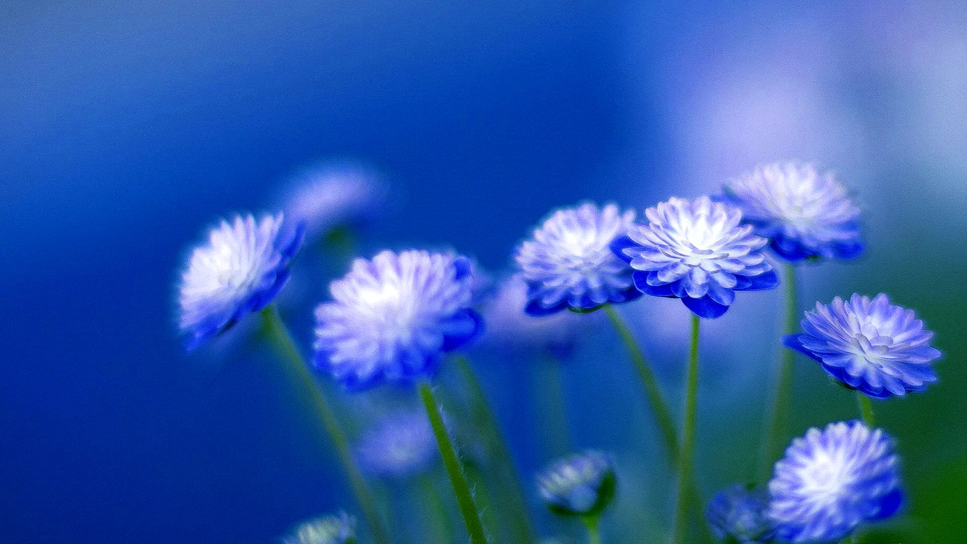Blue Winter Flowers Wallpaper