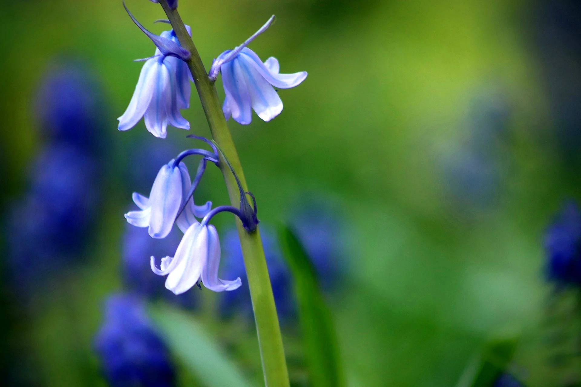 Bluebell 4ن Wallpaper