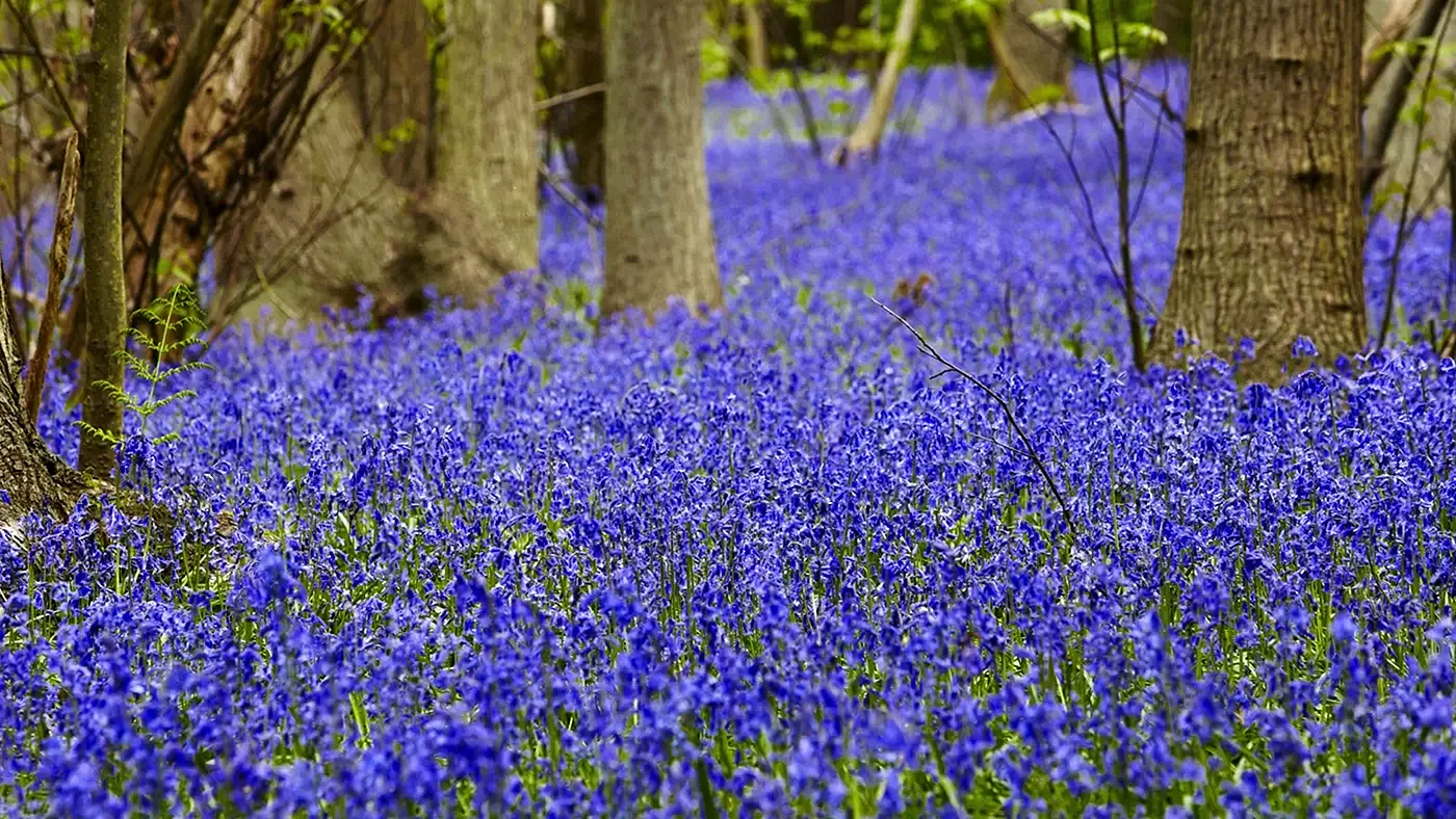 Bluebell Wallpaper