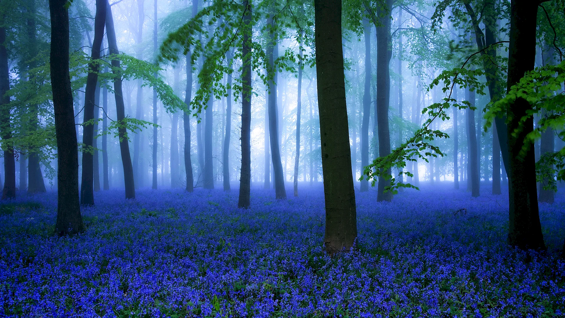 Bluebell 4k Wallpaper