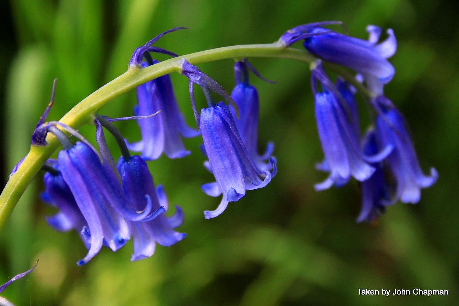 Bluebell Wallpaper