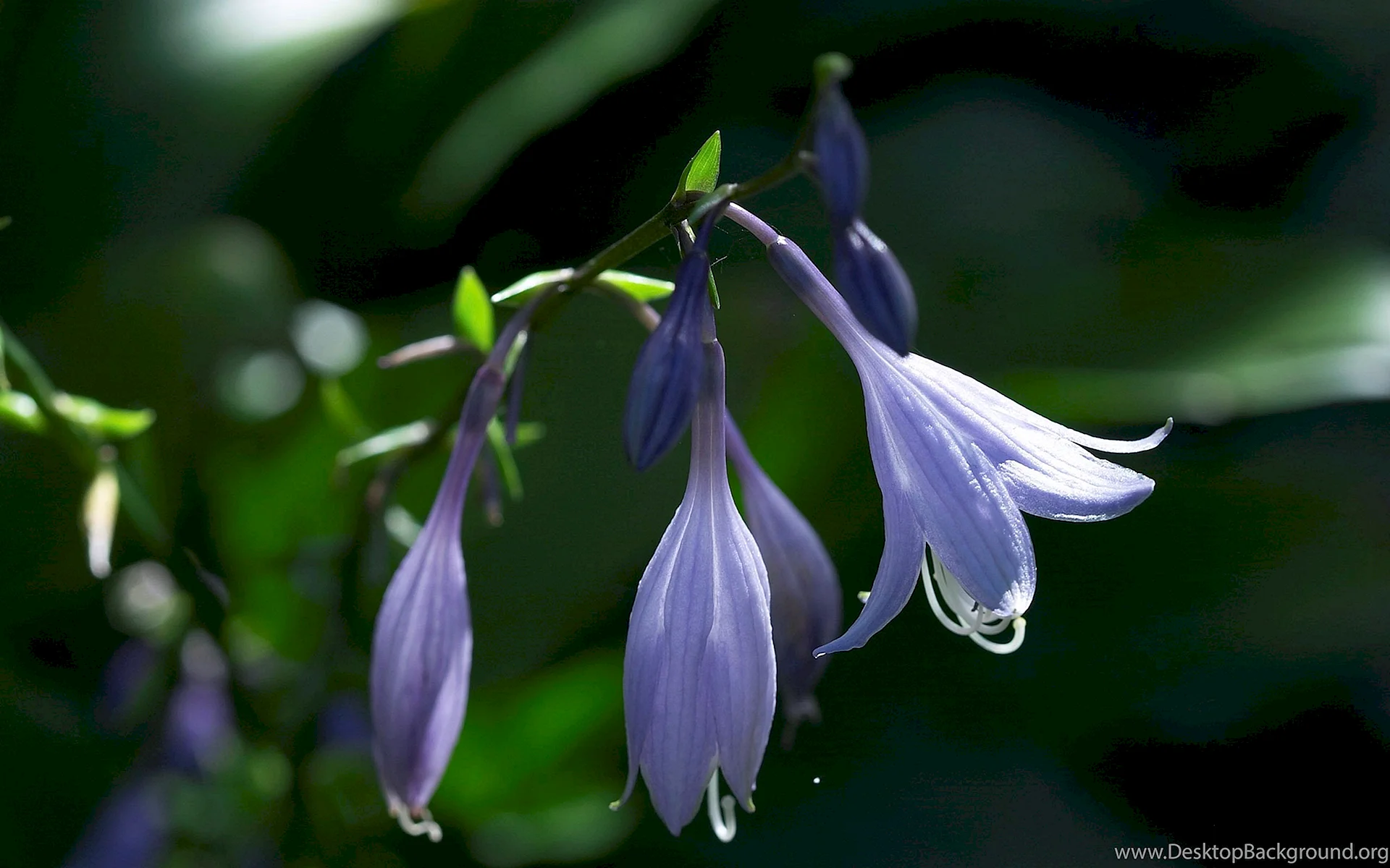 Bluebell Flower Wallpaper