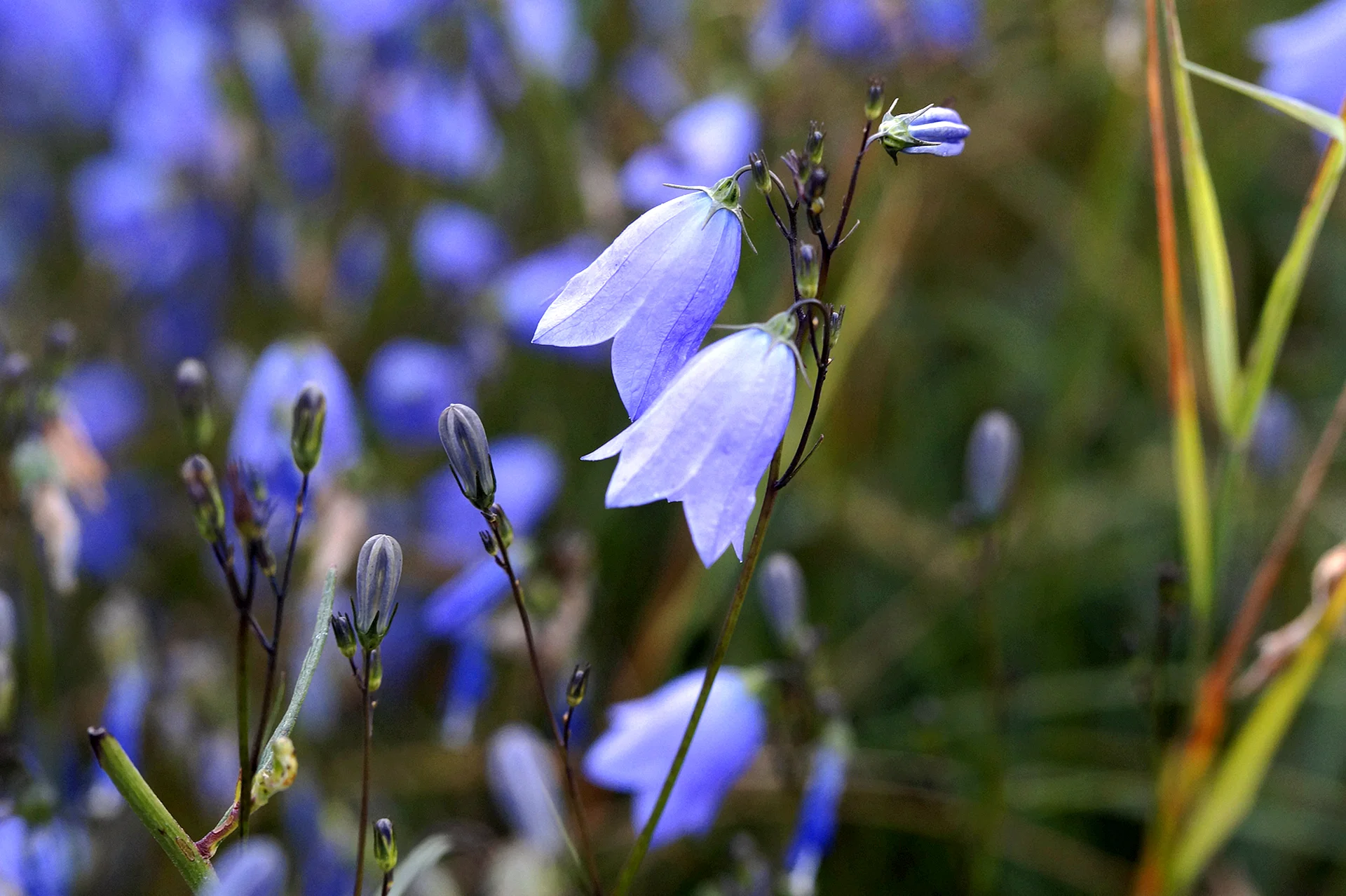 Bluebell Flower Wallpaper