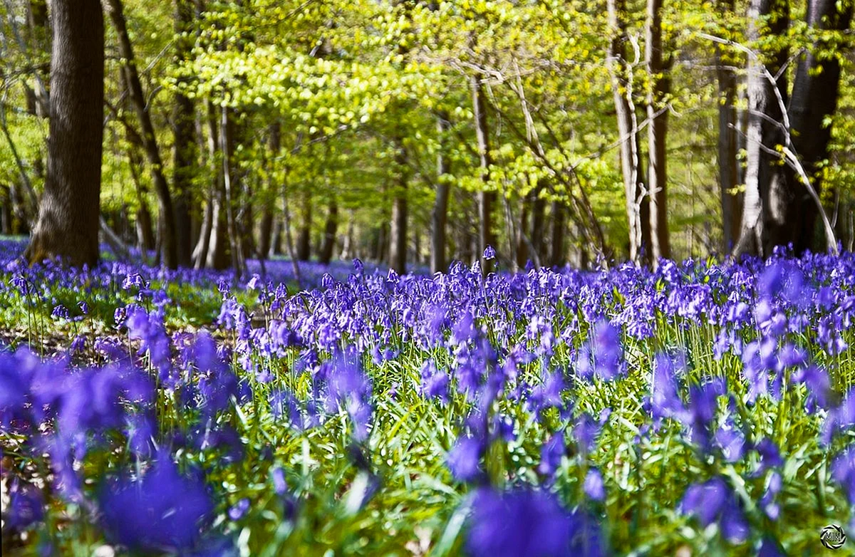 Bluebell Rozaliza Wallpaper