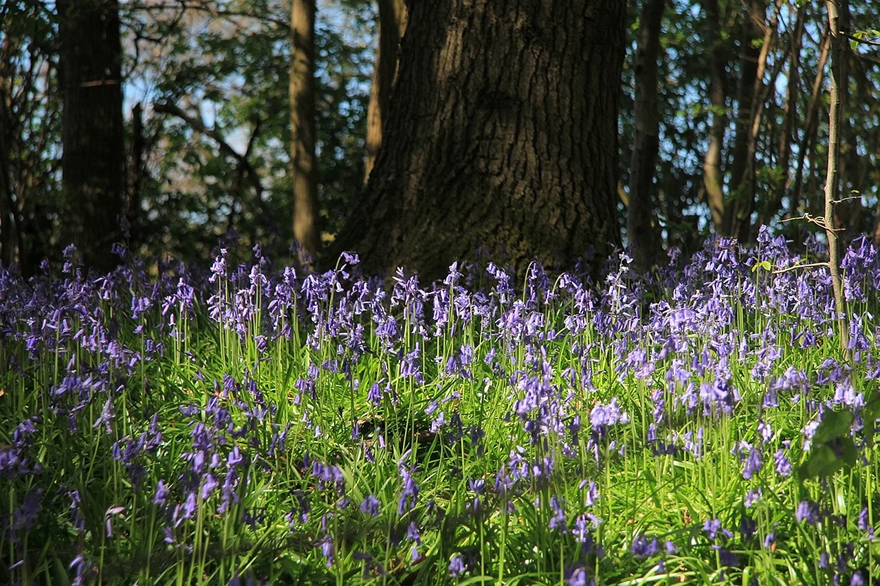Bluebell Woodland Wallpaper