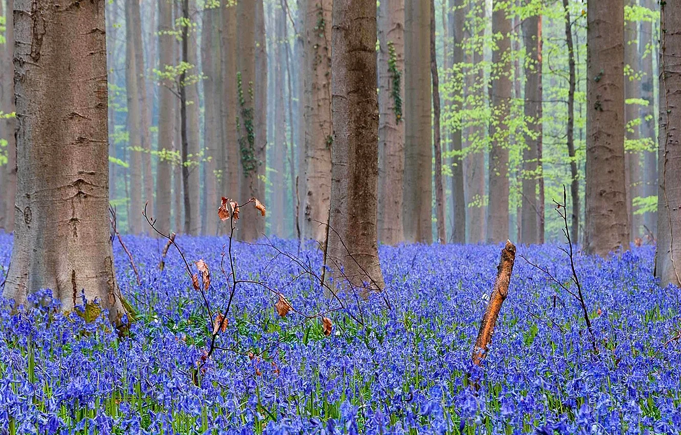 Bluebells In The Weald Of Kent Wallpaper
