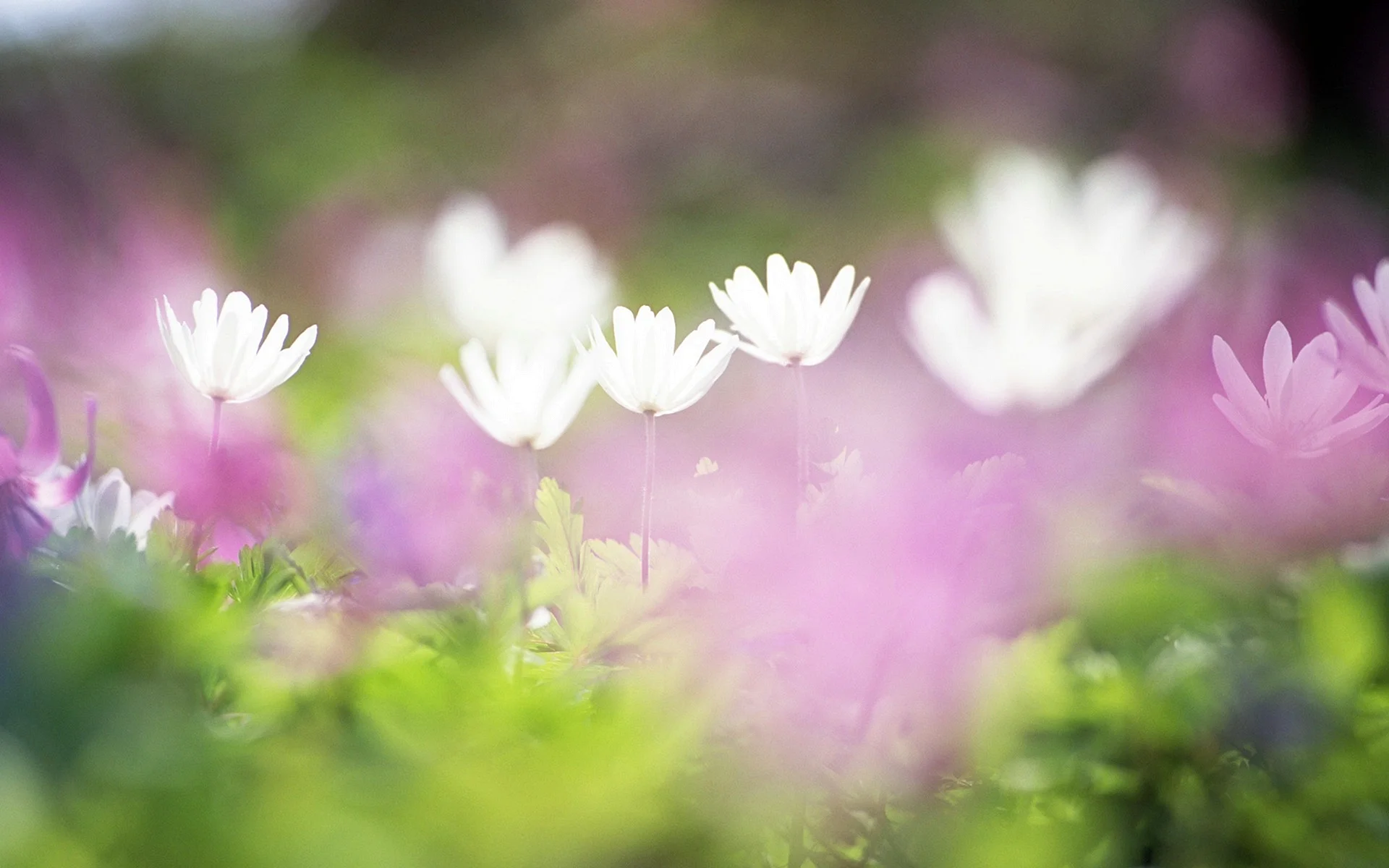 Blurred Flowers Wallpaper