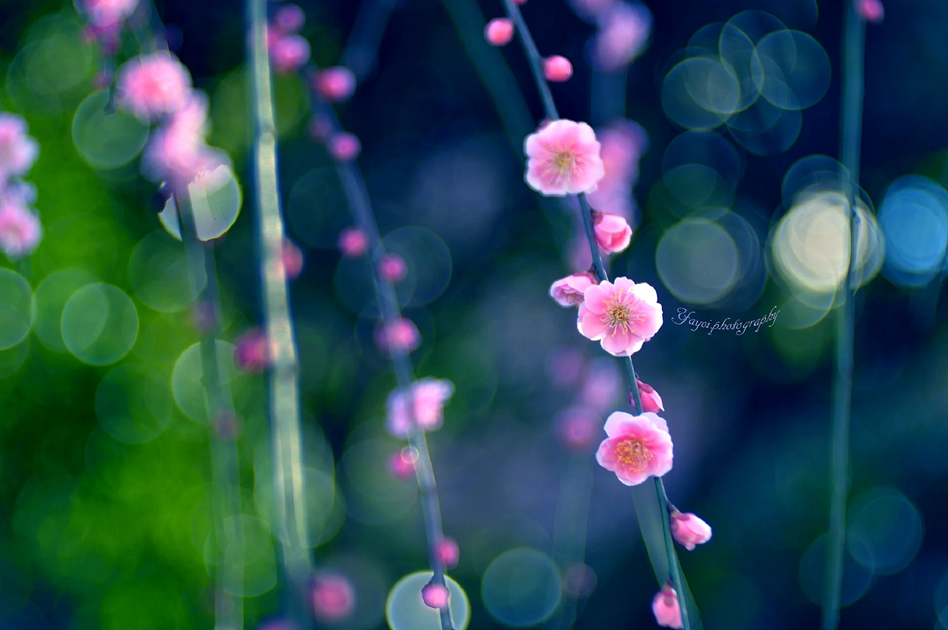 Blurred Flowers Wallpaper