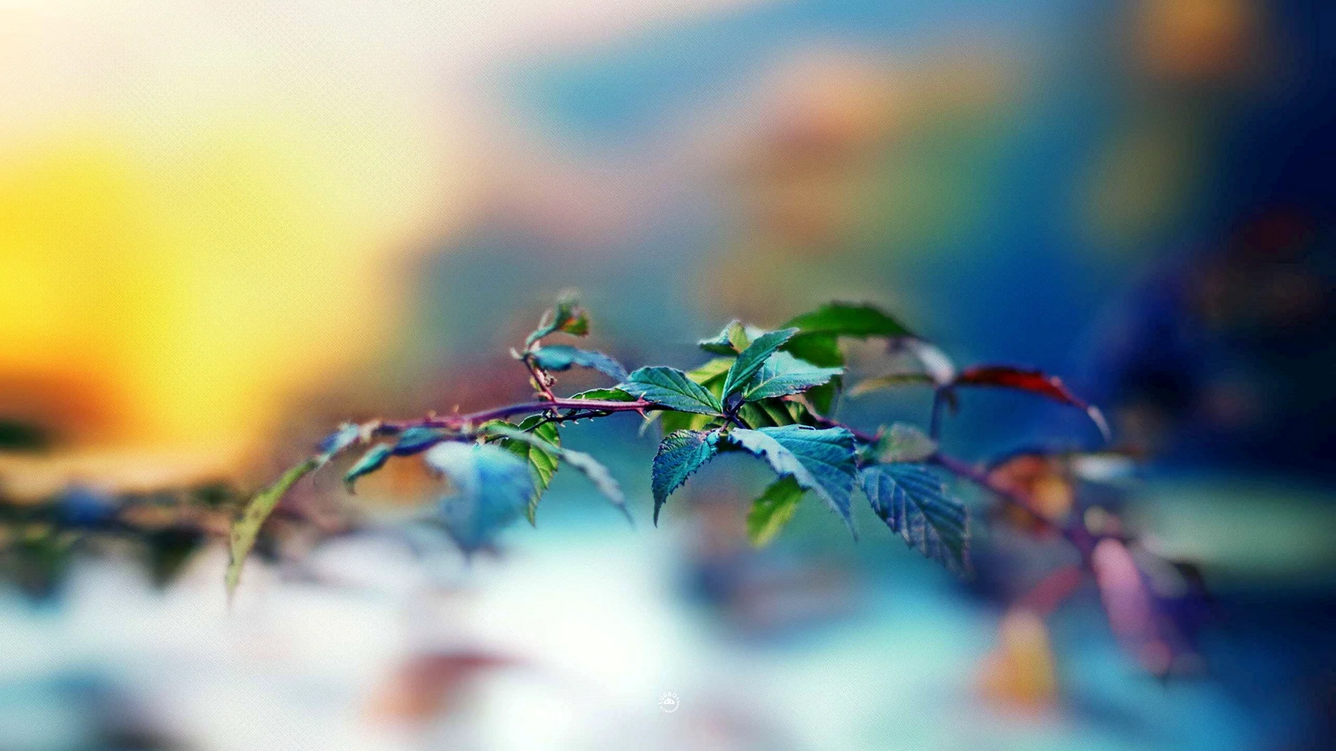 Blurred Leaves Wallpaper