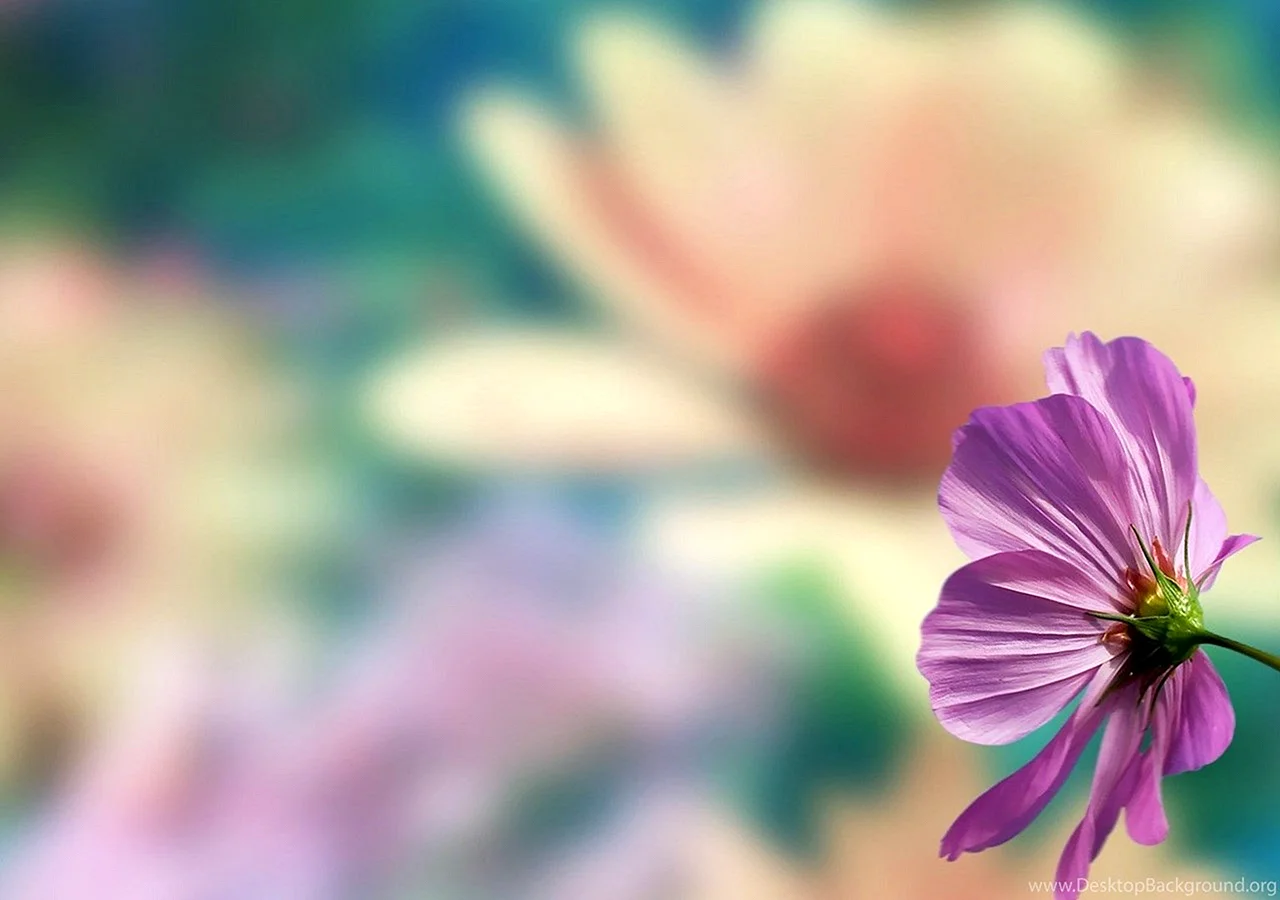 Blurred Pink Flower Wallpaper