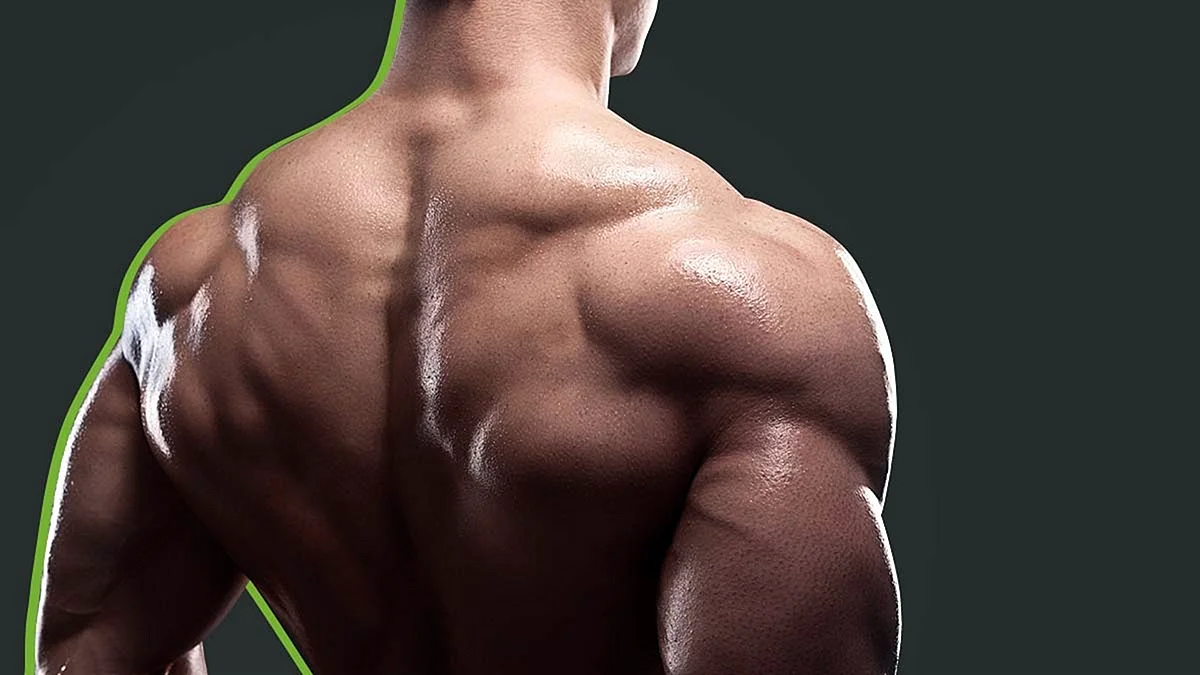 Bodybuilding back Wallpaper
