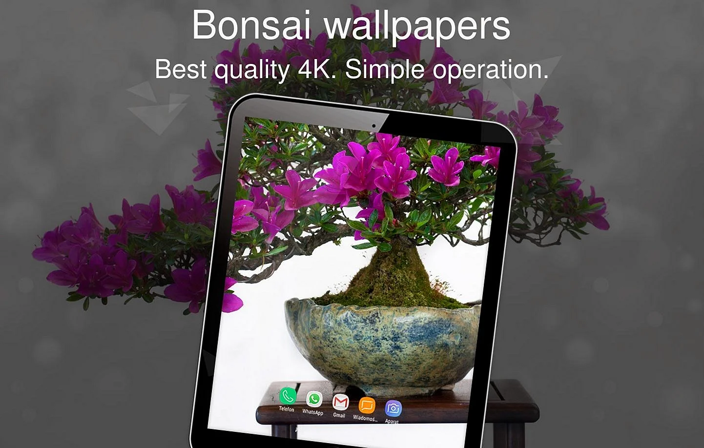 Bonsai 4k Wallpaper