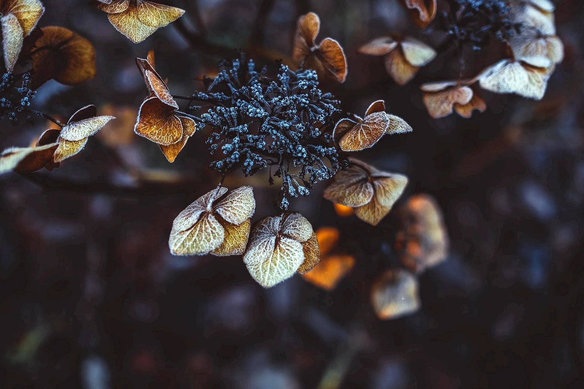 Botanical Brown Leaf Wallpaper