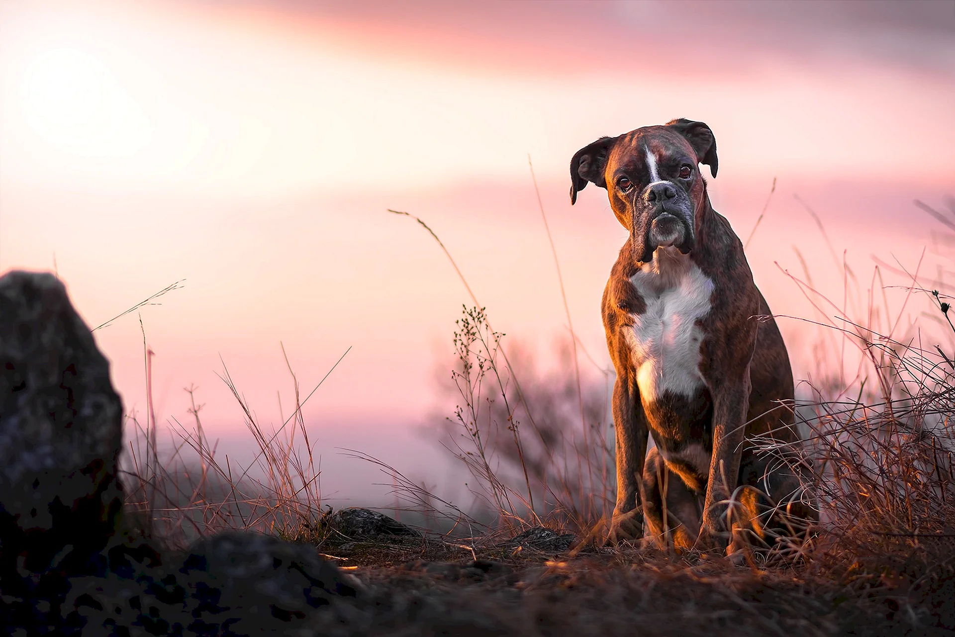 Boxer Dog Wallpaper