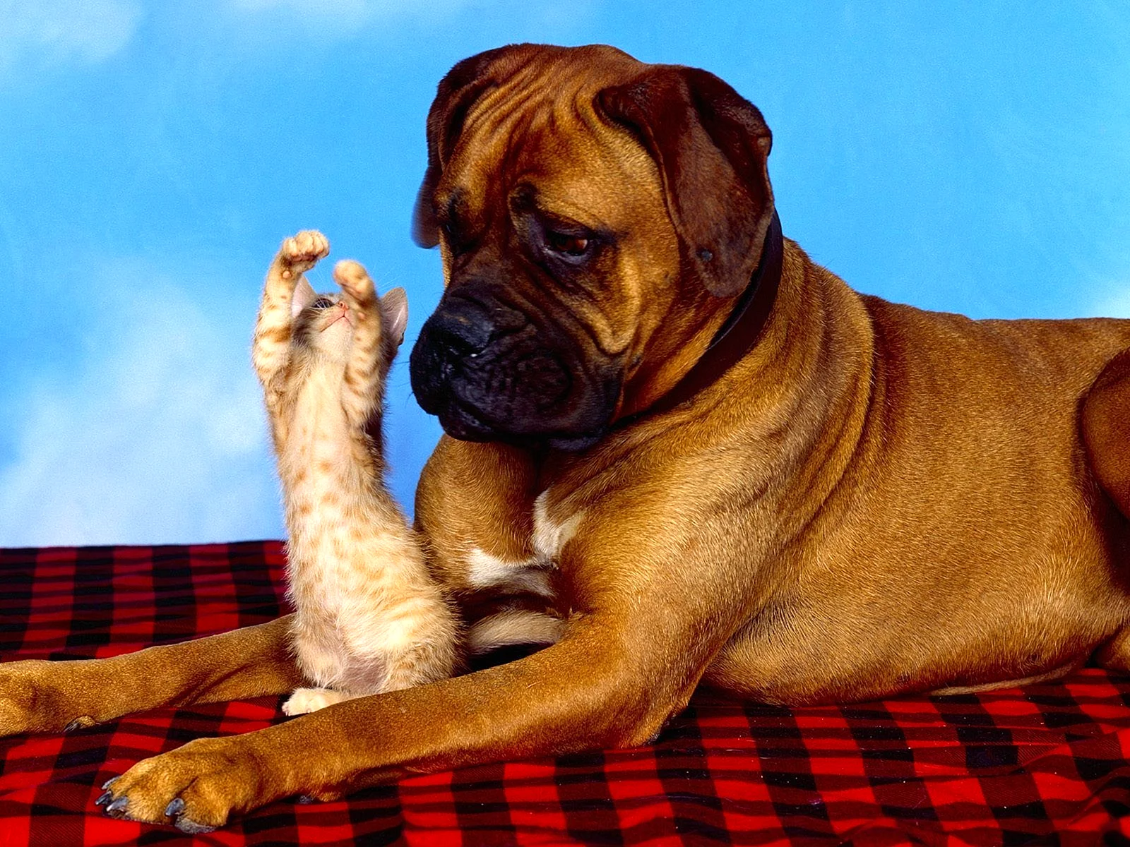 Boxer Dog Wallpaper