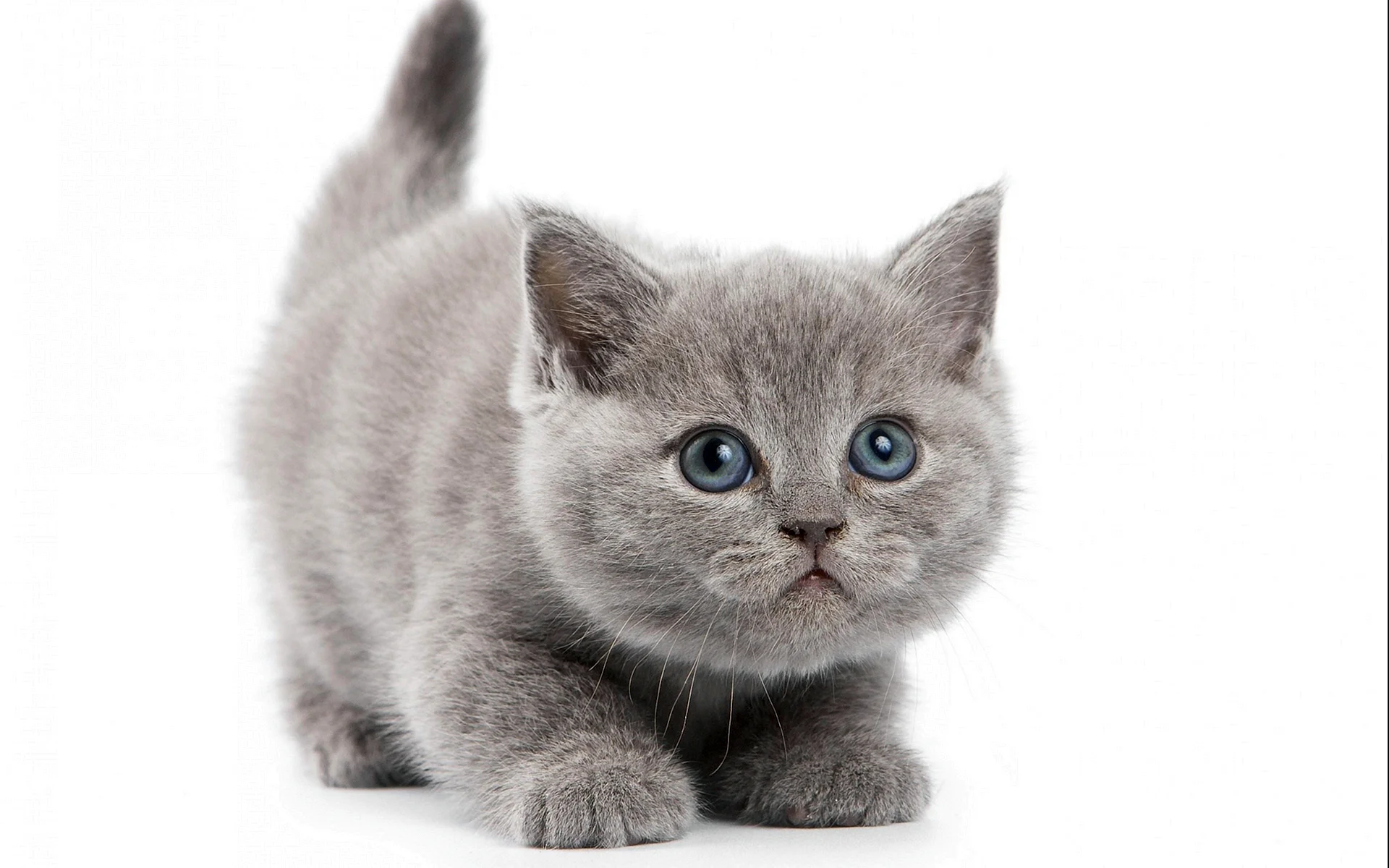 British Shorthair Wallpaper