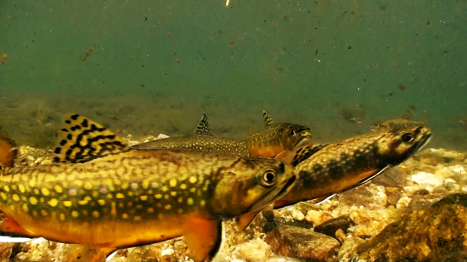 Brook Trout Wallpaper