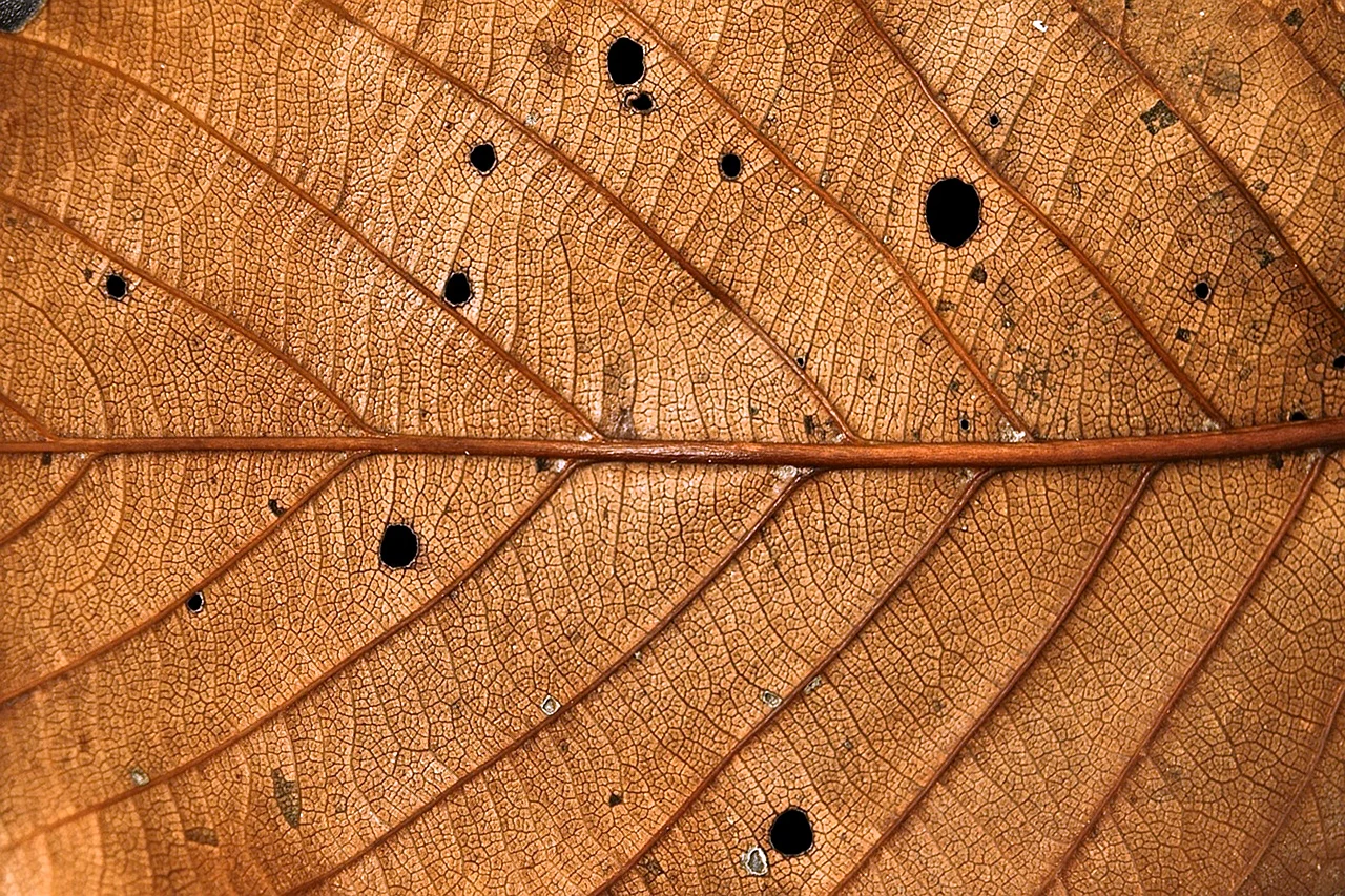 Brown Leaf Wallpaper