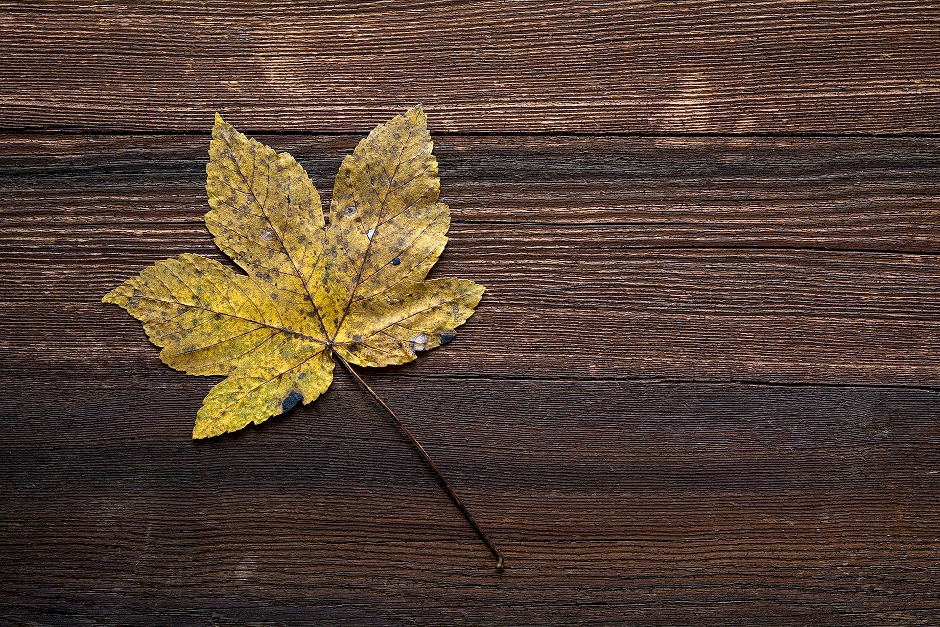 Brown Leaf Wallpaper