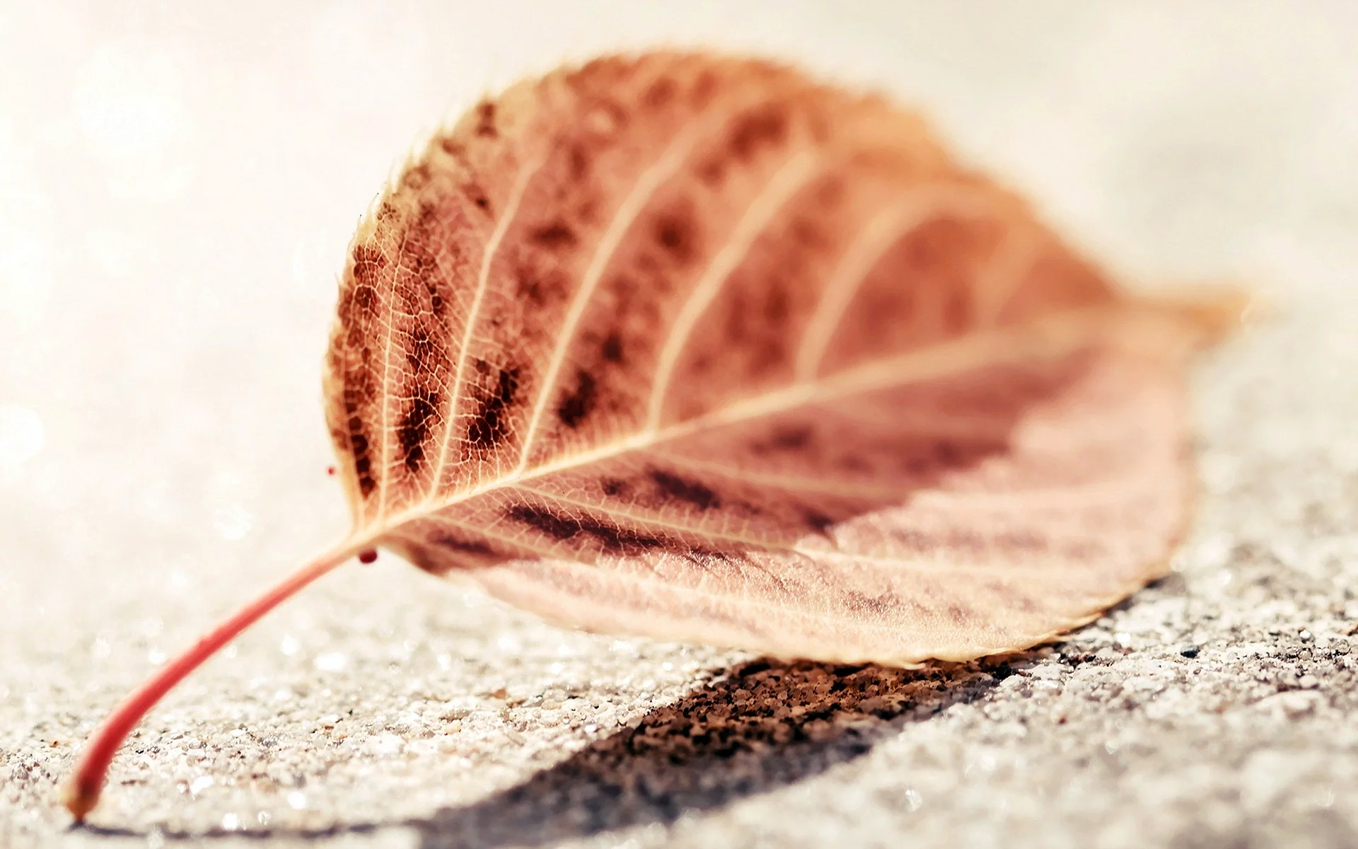 Brown Leaf background Wallpaper