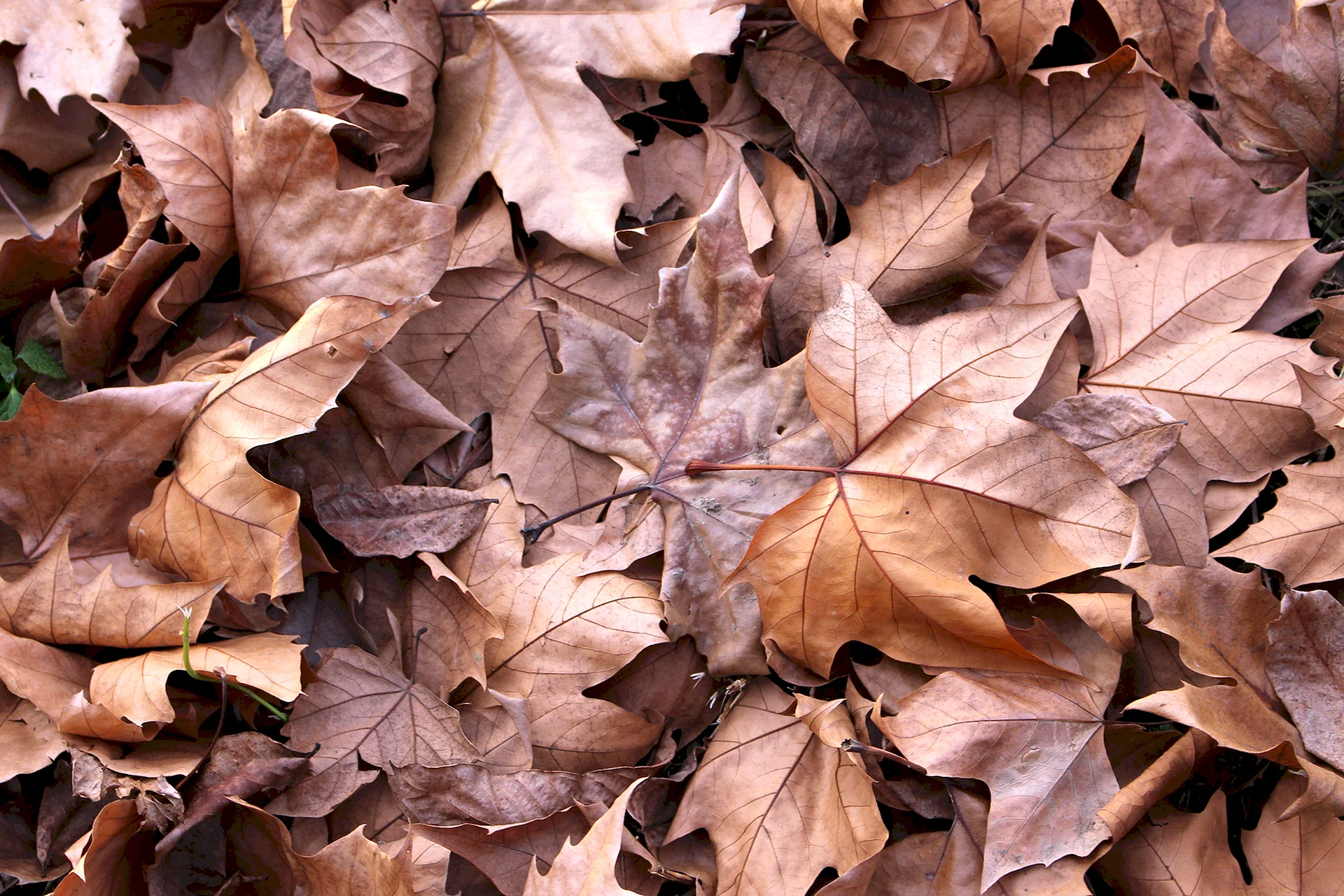 Brown leaves Wallpaper