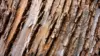 Brown Tree Bark Wallpaper