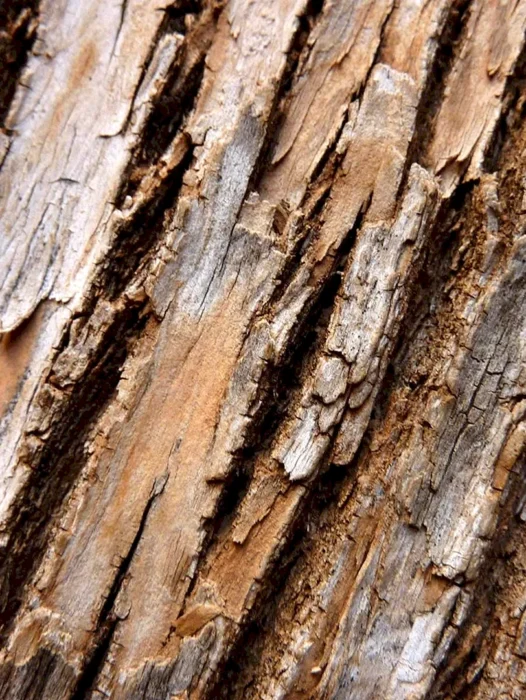 Brown Tree Bark Wallpaper