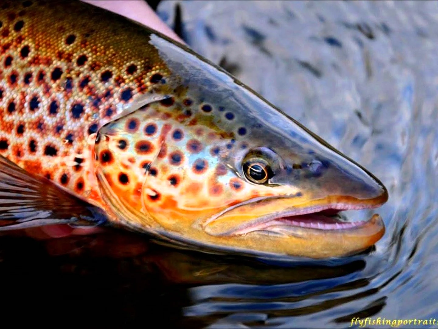 Brown Trout Wallpaper