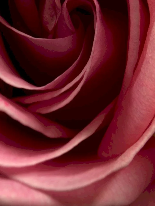 Burgundy Rose Wallpaper