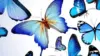 Butterflies Wallpaper For iPhone