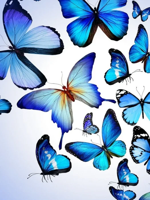 Butterflies Wallpaper For iPhone