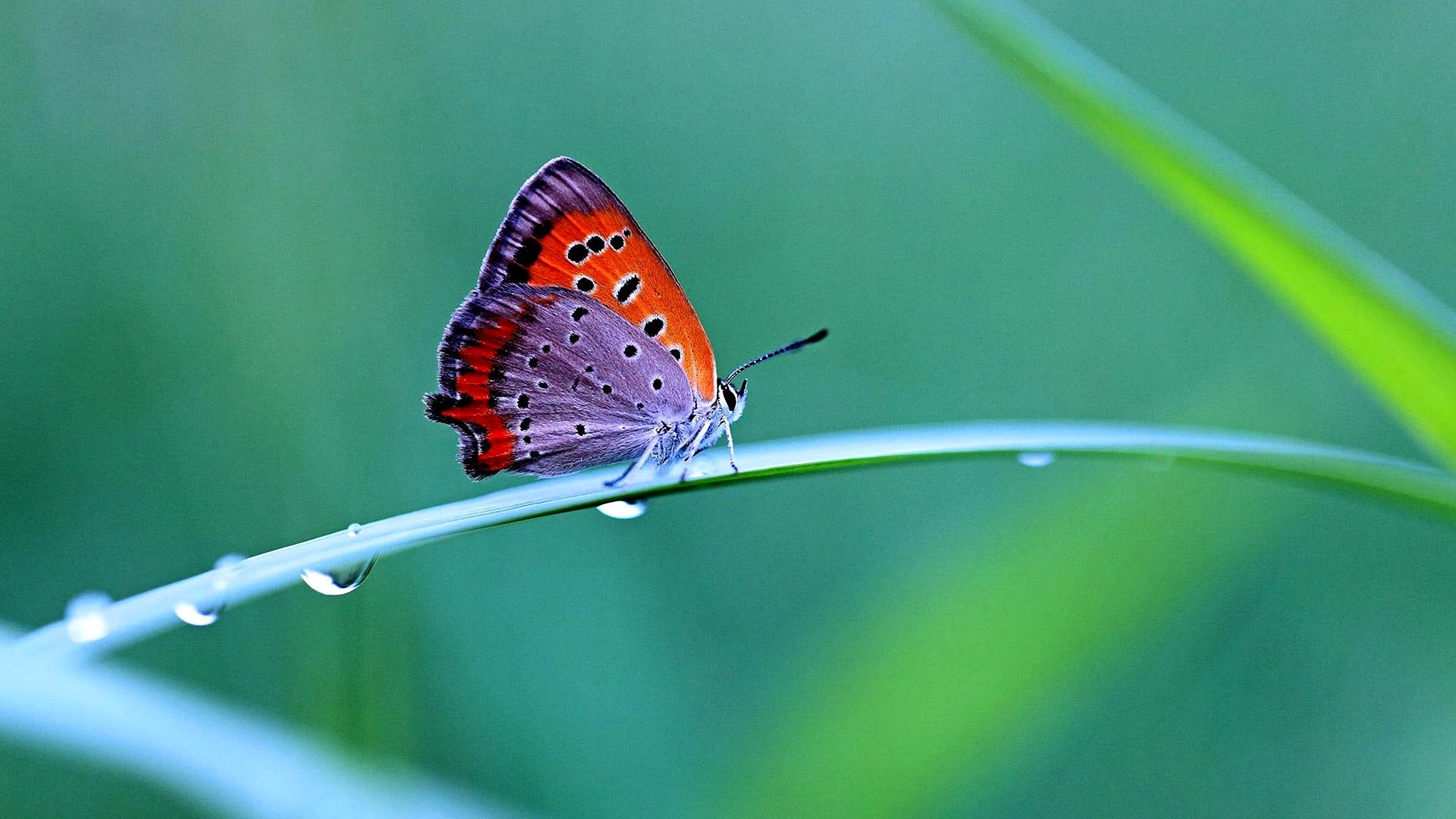 Butterfly Wallpaper