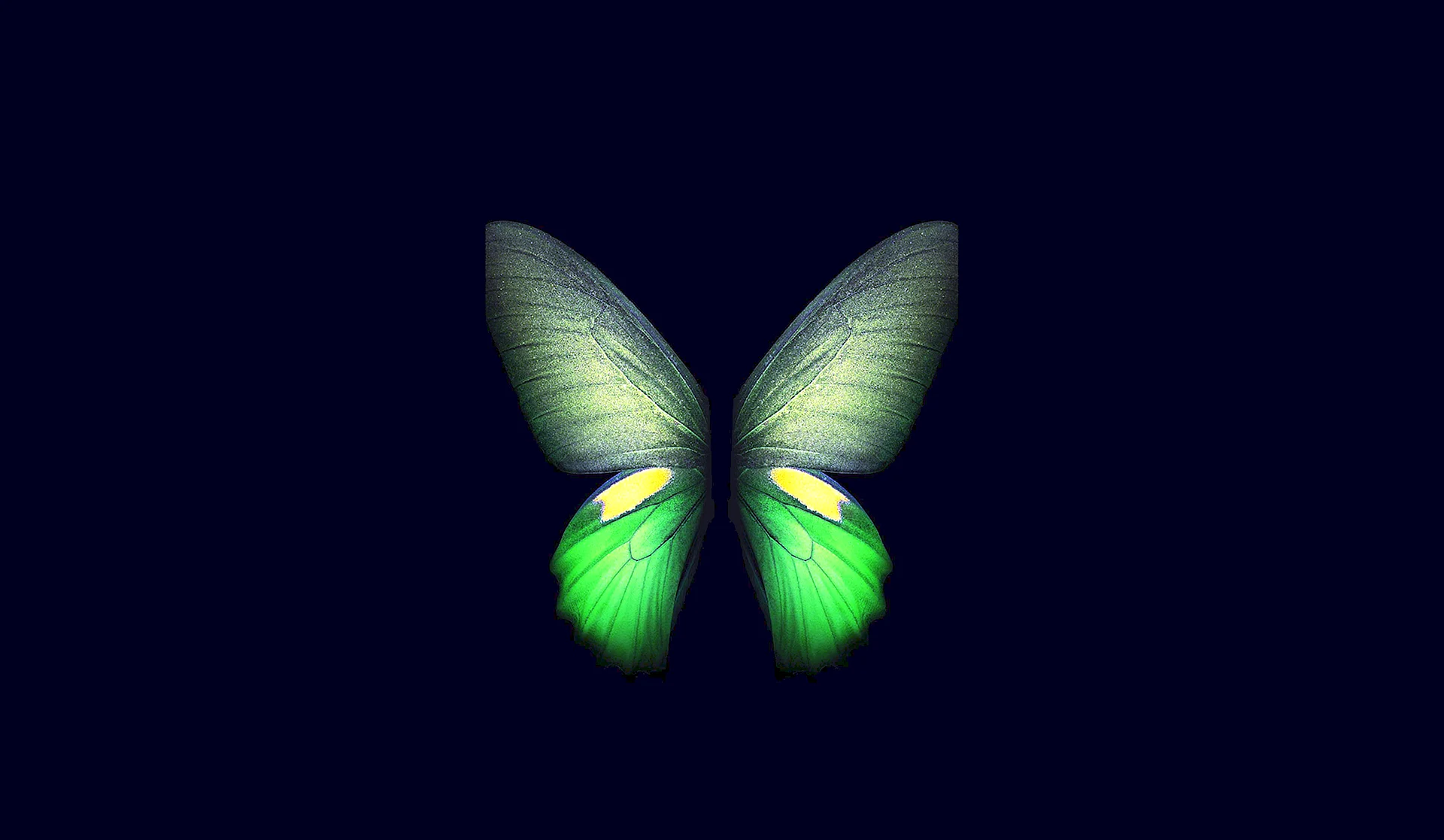 Butterfly 4k Wallpaper