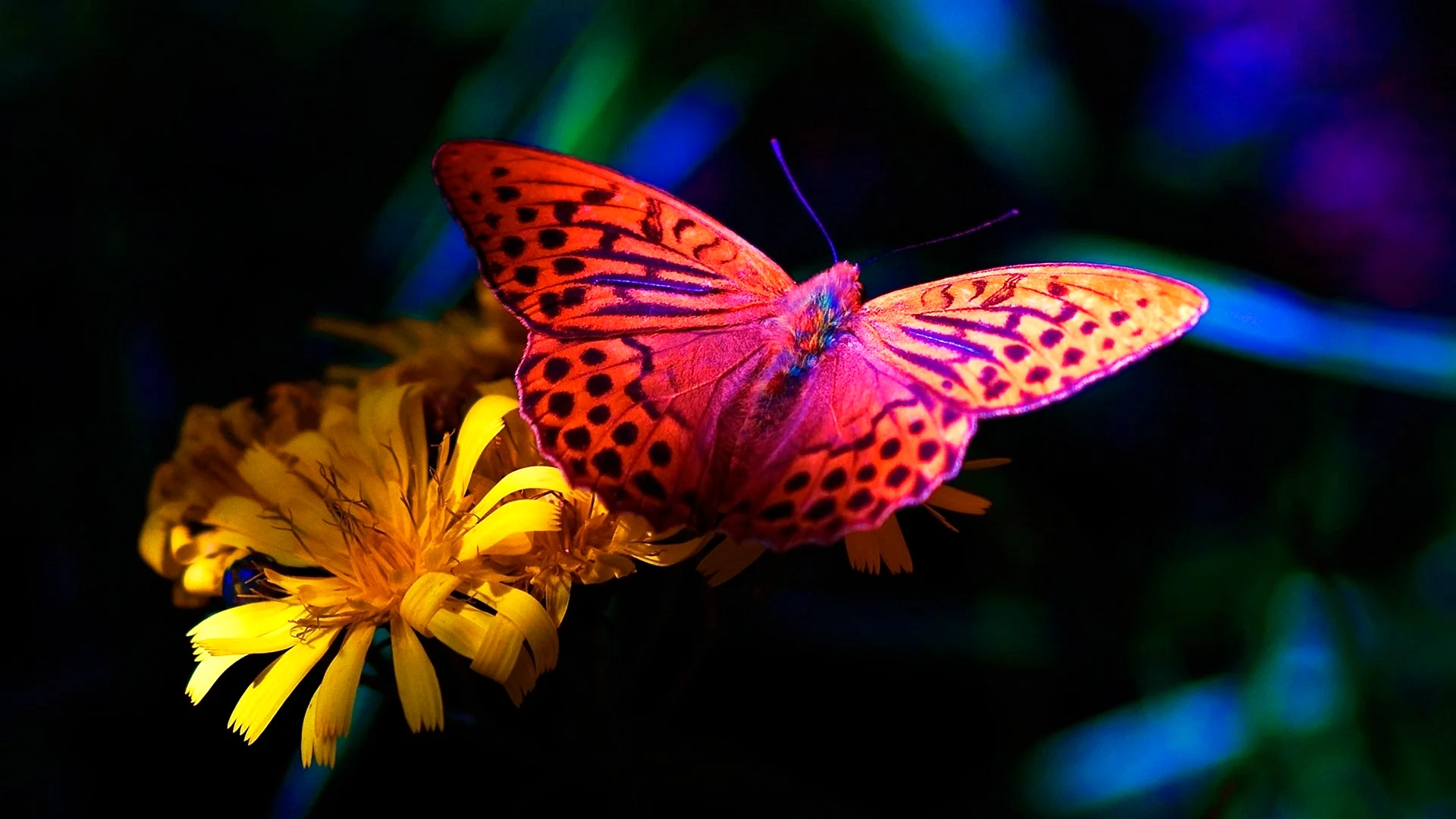 Butterfly Wallpaper