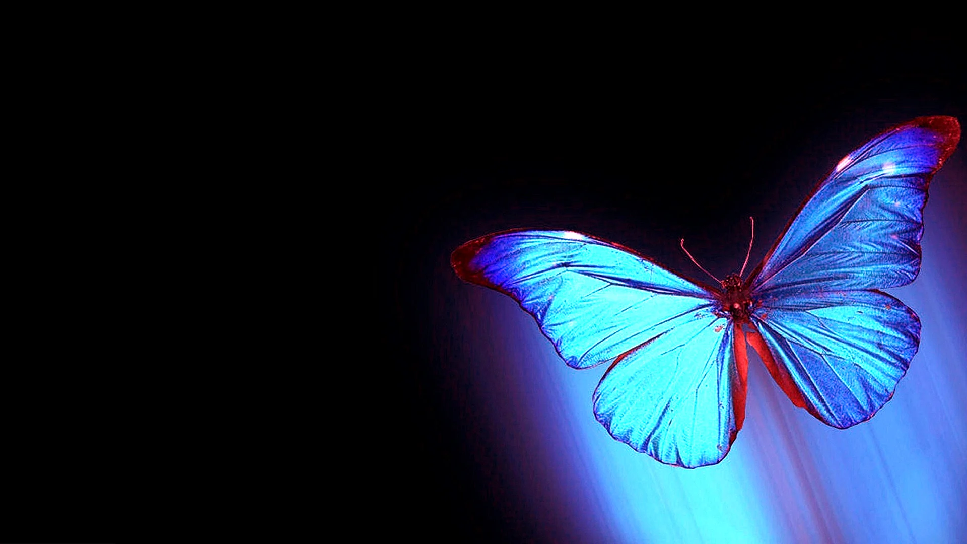 Butterfly Wallpaper