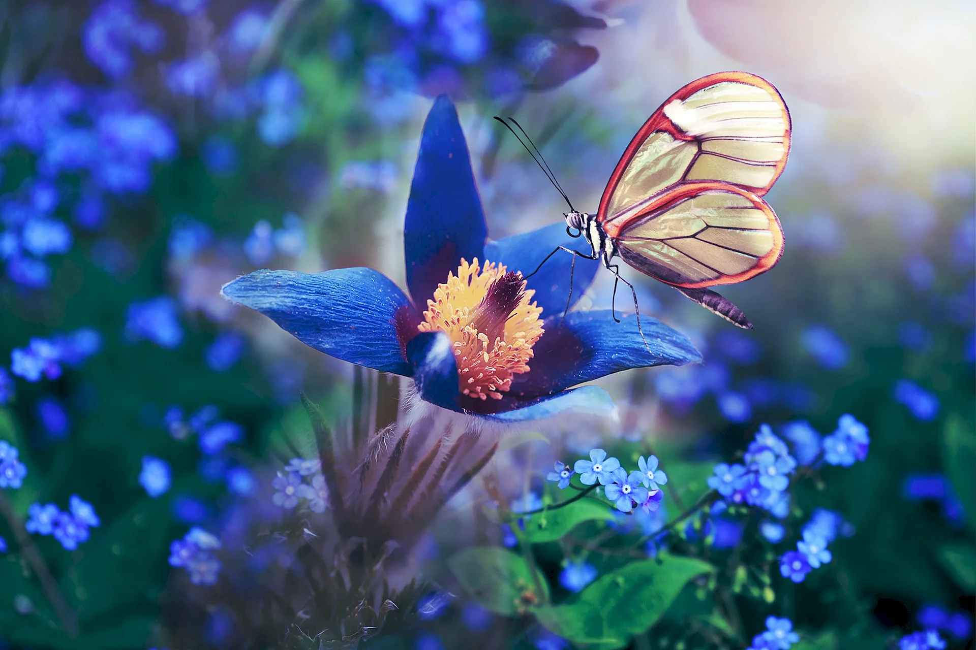 Butterfly Wallpaper