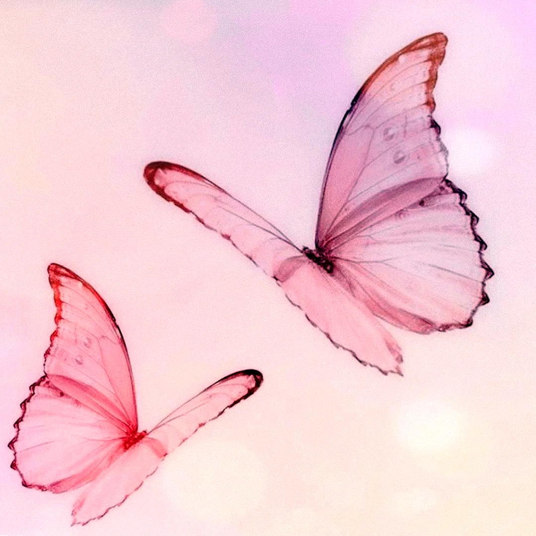 Butterfly Aesthetic Wallpaper