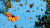 Butterfly Aesthetics Wallpaper