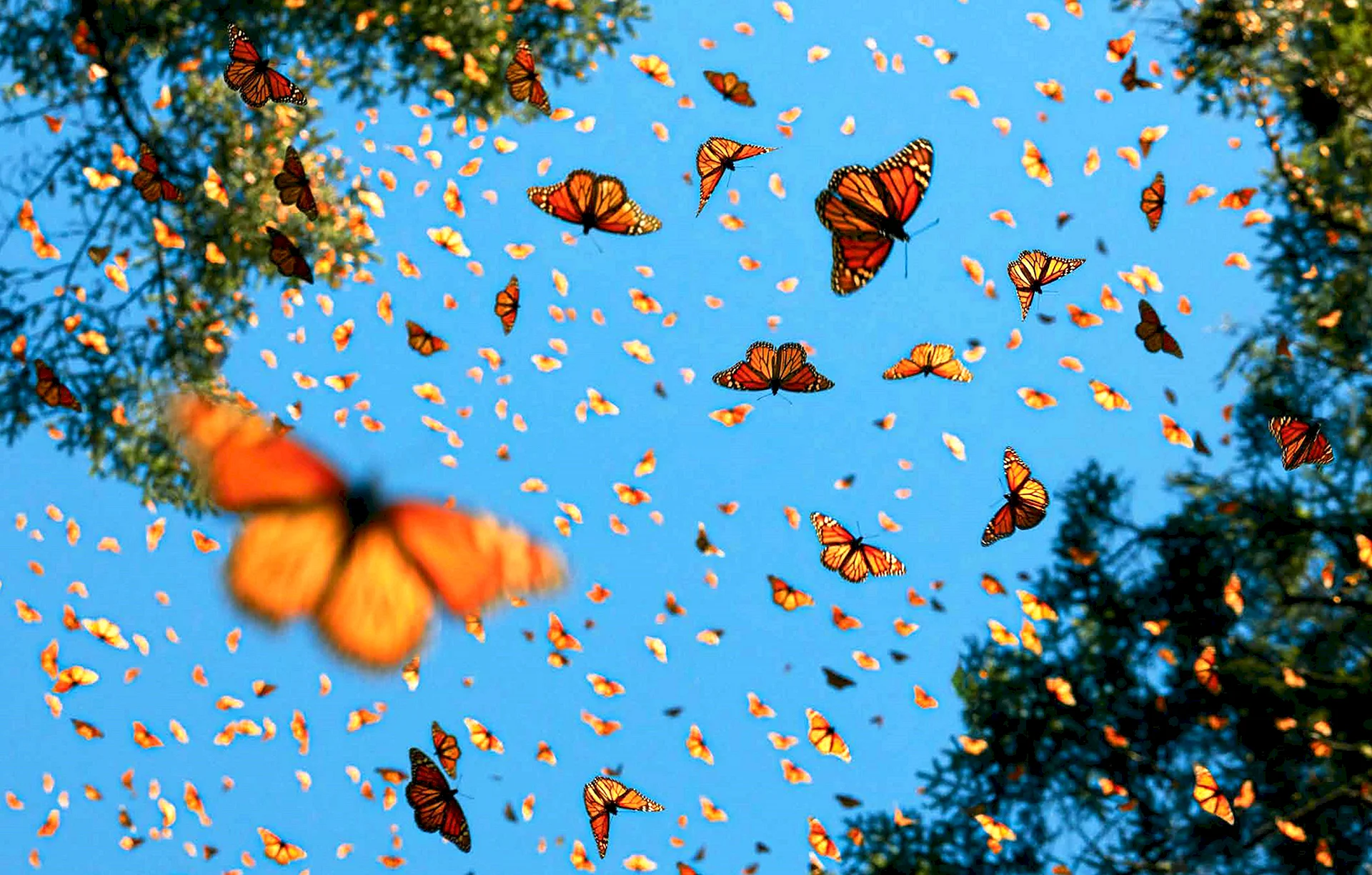 Butterfly Aesthetics Wallpaper