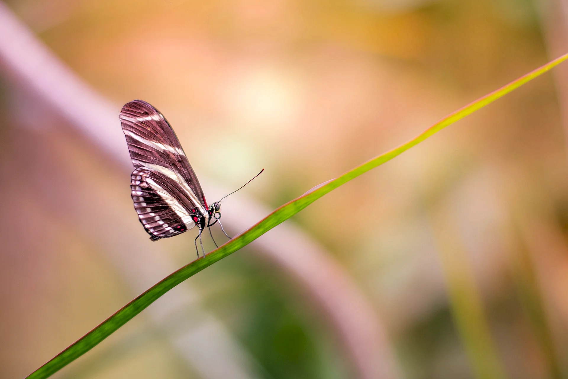 Butterfly Bokeh Wallpaper