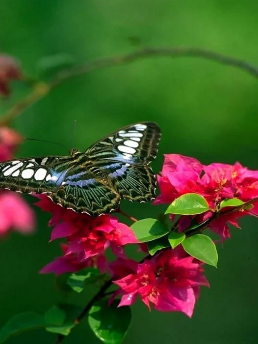 Butterfly Nature Flower Wallpaper