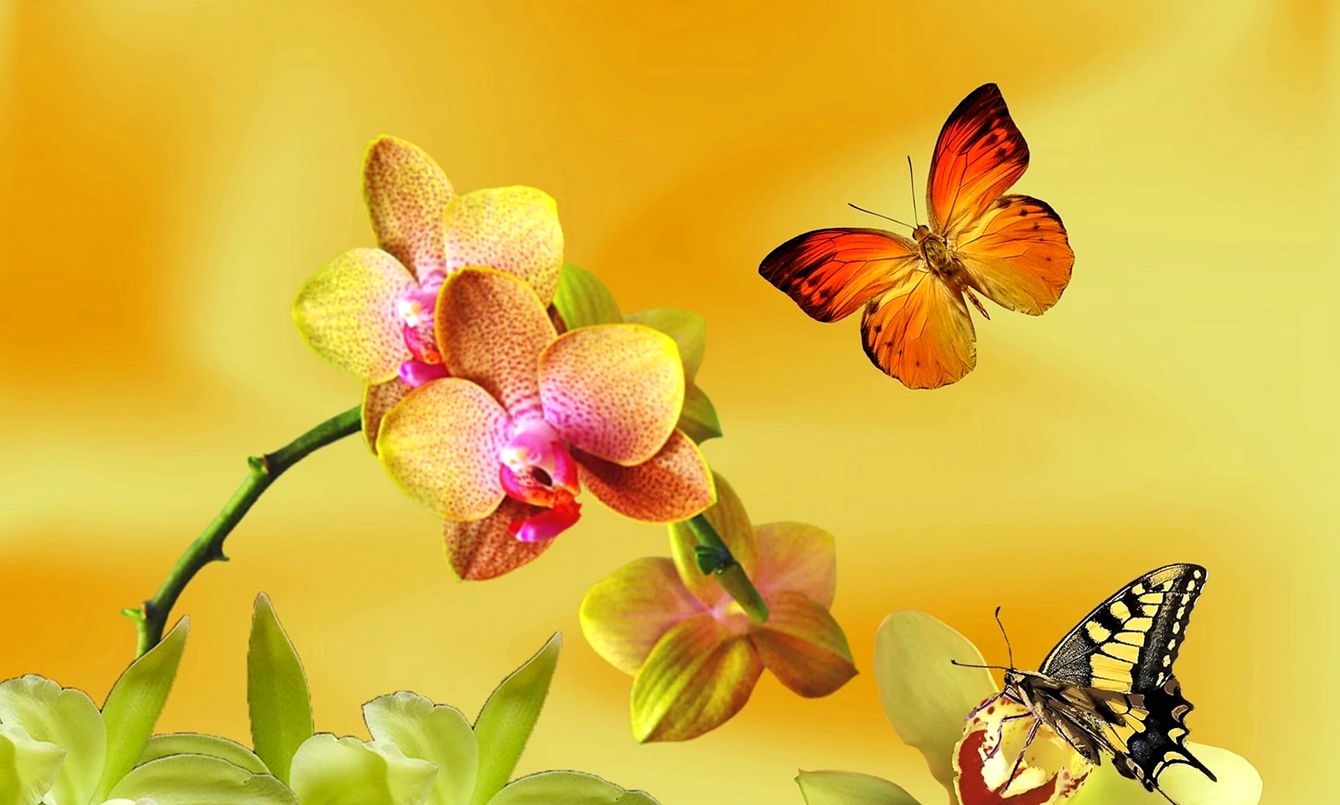Butterfly Orchid Wallpaper