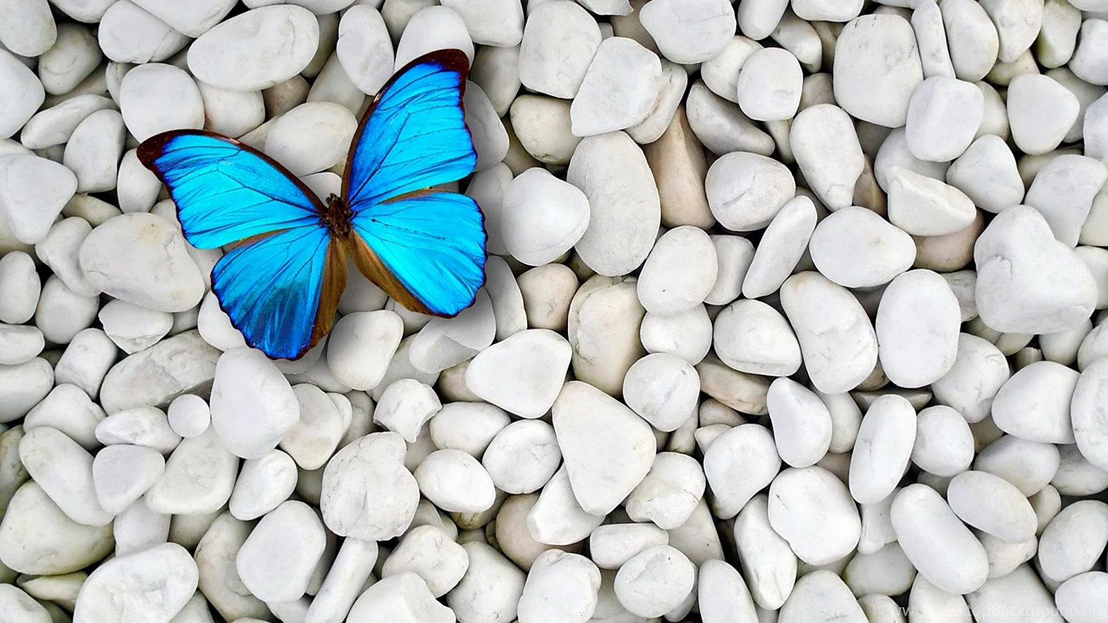 Butterfly Wallpaper HD Wallpaper