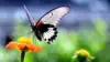 Butterflybirdflower Wallpaper